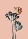 MAM Collection Art - Tulips Notecard